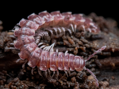 Nearctodesmidae