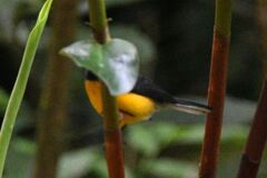 Myioborus miniatus