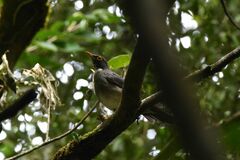 Turdus assimilis