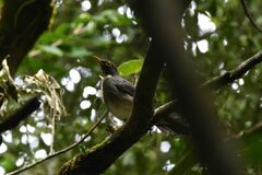 Turdus assimilis image