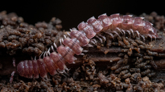 Nearctodesmidae