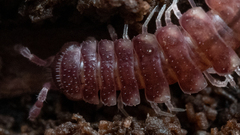 Nearctodesmidae