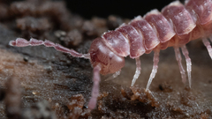 Nearctodesmidae