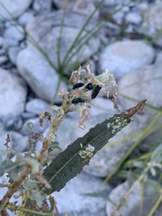 Gastrophysa cyanea