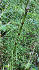 Equisetum telmateia