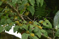Euphonia hirundinacea