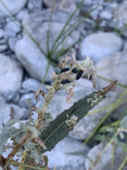 Gastrophysa cyanea