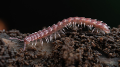 Nearctodesmidae
