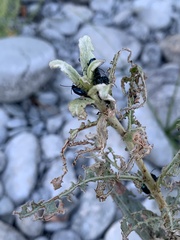 Gastrophysa cyanea