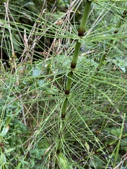 Equisetum telmateia