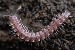 Nearctodesmidae