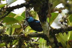 Dacnis venusta