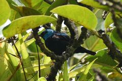Dacnis venusta