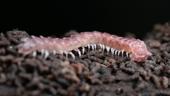 Nearctodesmidae