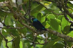 Dacnis venusta