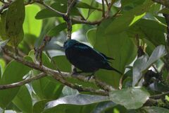 Dacnis venusta