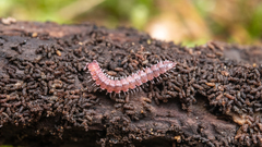 Nearctodesmidae