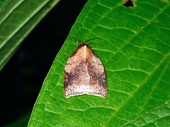 Beara tortriciformis