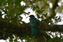 Pharomachrus mocinno