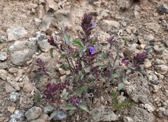 Dracocephalum foetidum