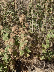 Brickellia californica