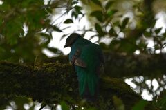 Pharomachrus mocinno