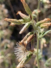Brickellia californica