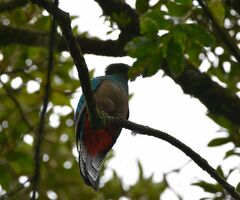 Pharomachrus mocinno