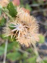 Brickellia californica