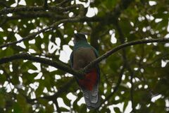 Pharomachrus mocinno