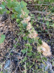 Brickellia californica