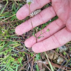 Melanthera angustifolia
