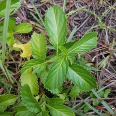 Stachytarpheta jamaicensis