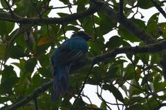 Pharomachrus mocinno