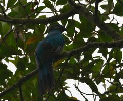 Pharomachrus mocinno