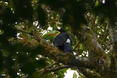 Ramphastos sulfuratus