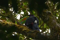 Ramphastos sulfuratus