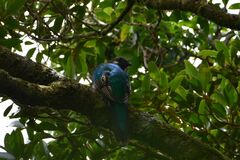 Pharomachrus mocinno