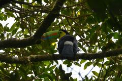 Ramphastos sulfuratus