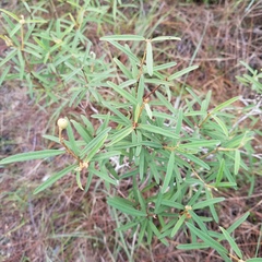 Croton linearis