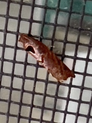 Cryptophlebia ombrodelta
