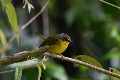 Basileuterus delattrii