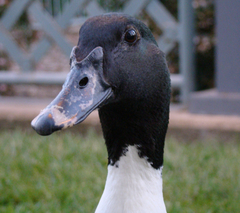 Anas platyrhynchos × Cairina moschata