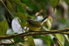 Basileuterus delattrii