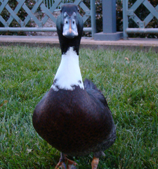 Anas platyrhynchos × Cairina moschata