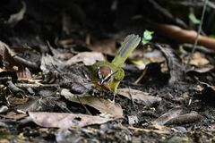 Basileuterus delattrii