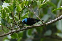 Dacnis venusta