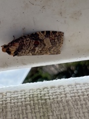 Cryptoptila australana