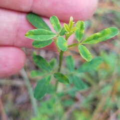 Crotalaria pumila