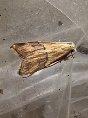 Crocanthes prasinopis